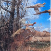 2002 David A Maass Tomahawk Trail Pheasants Framed Wildlife Print