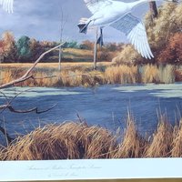 2003 David A Maass Autumn at Baker Trumpeter Swans Framed Wildlife Print
