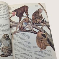 1967 Zoo Animals Golden Nature Guide Softcover Book