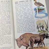 1967 Zoo Animals Golden Nature Guide Softcover Book