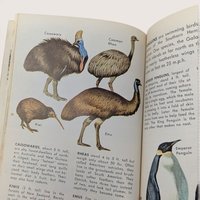 1967 Zoo Animals Golden Nature Guide Softcover Book