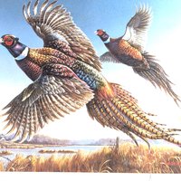 Vintage 1986 Minnesota Pheasant Stamp Print Framed, Signed James A. Meger, Wildlife Art, Hunting Decor, Cabin Decor, Gift for Hunter