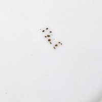 Vintage Fine Porcelain Figurative Ashtray Choice