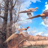 Signed David A. Maass 'Tomahawk Trail—Pheasants' Wildlife Print