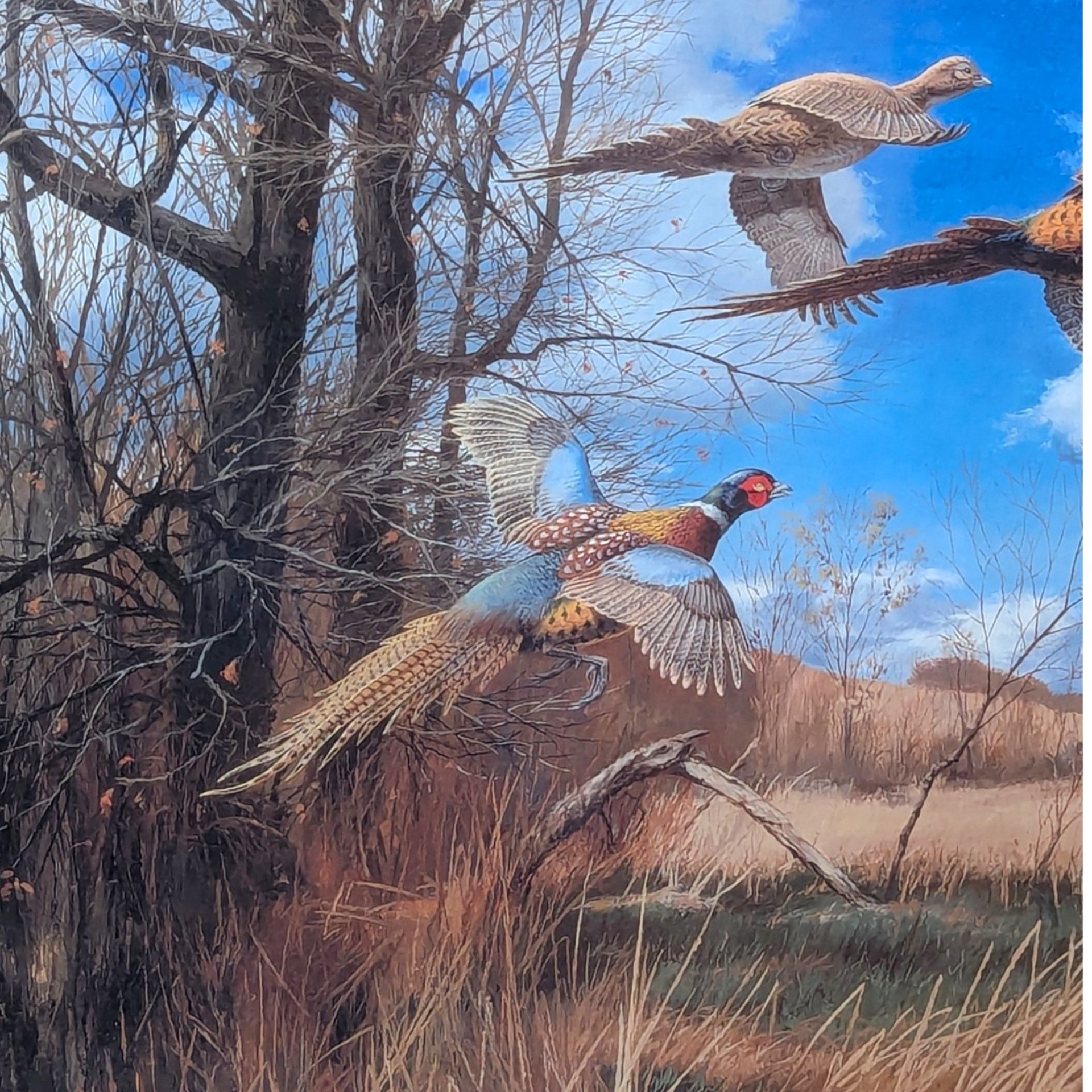 2002 David A Maass Tomahawk Trail Pheasants Framed Wildlife Print