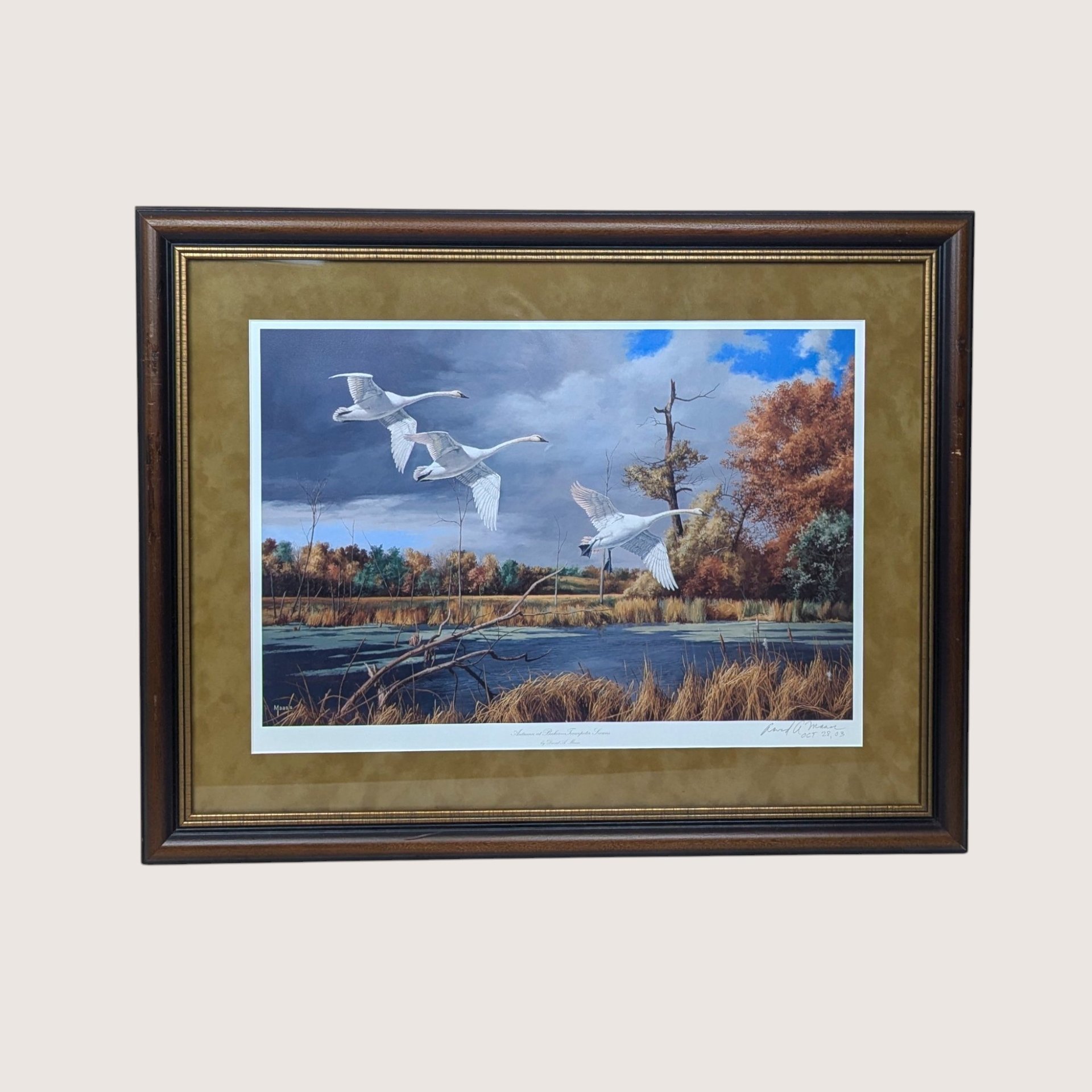 Framed wildlife print of three white trumpeter swans flying low over a wetland lake with autumn trees.
