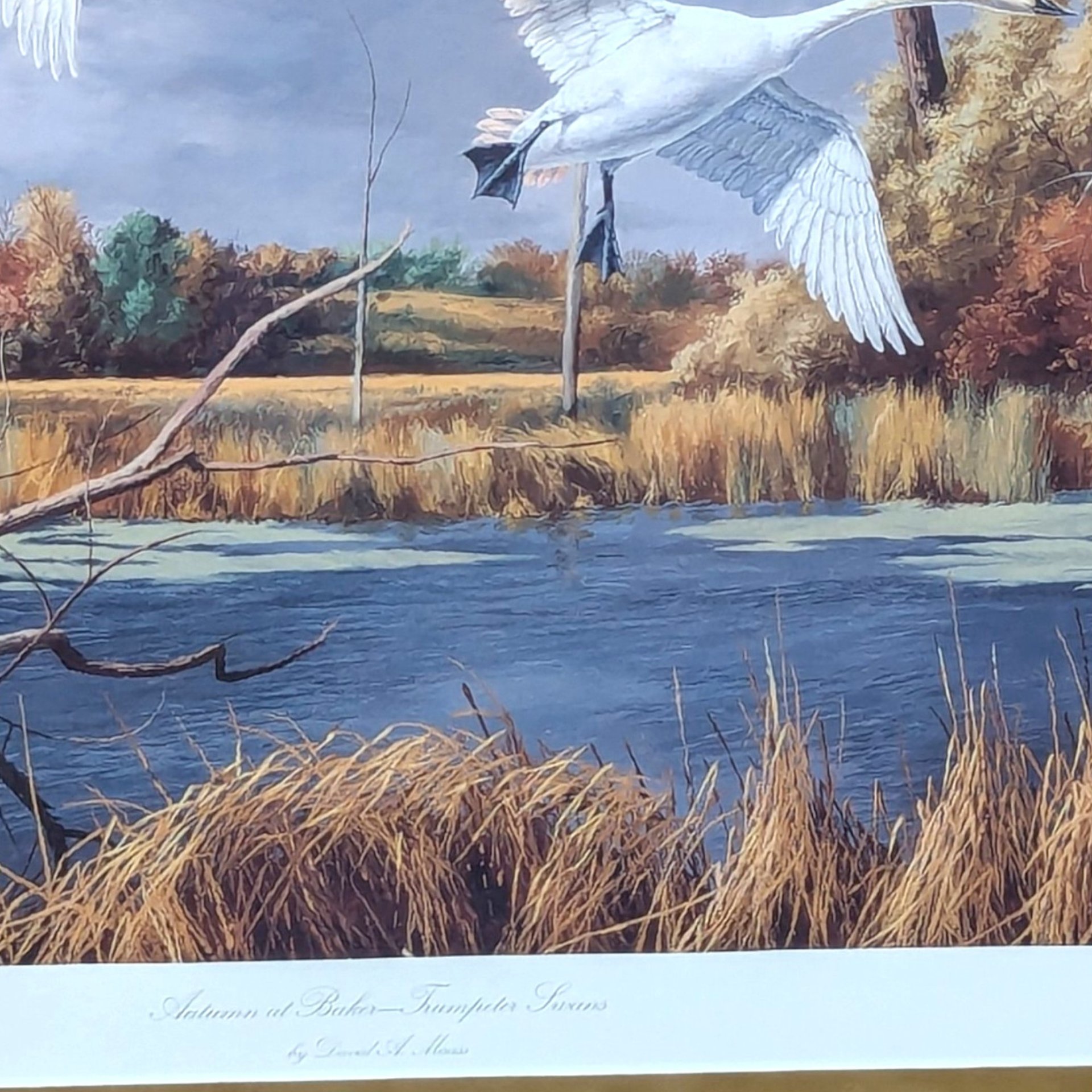 2003 David A Maass Autumn at Baker Trumpeter Swans Framed Wildlife Print