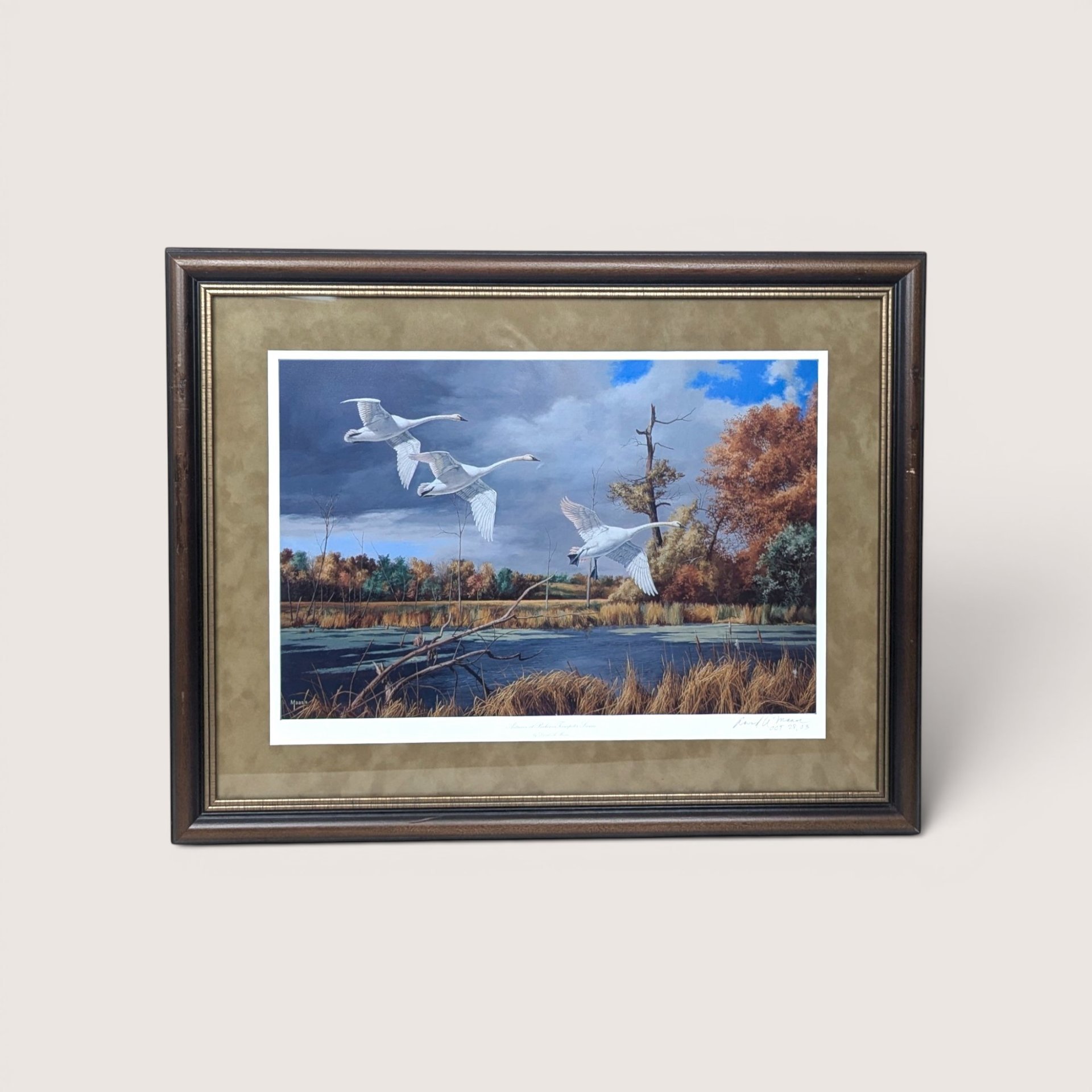 Framed wildlife print of three white trumpeter swans flying low over a wetland lake with autumn trees.
