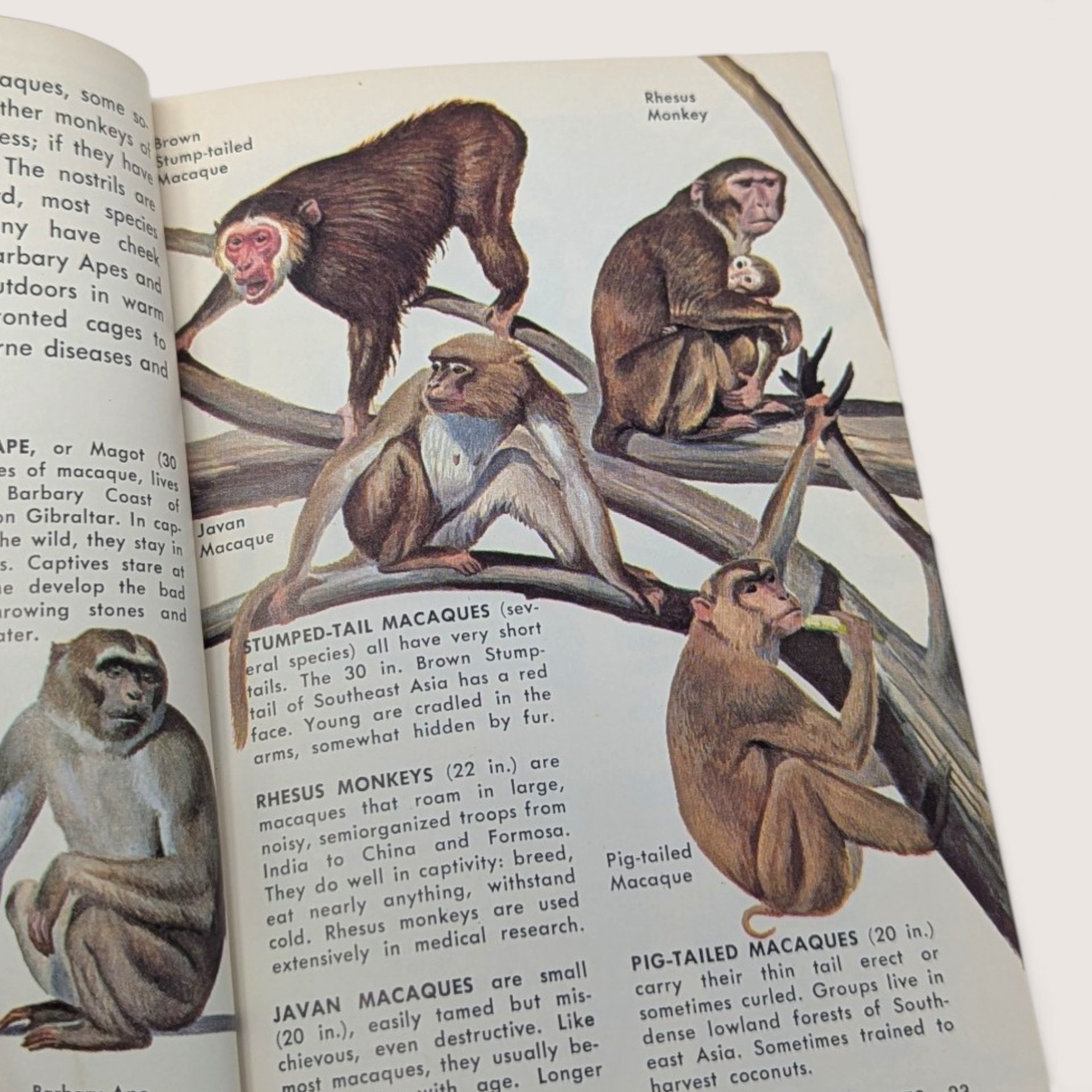 1967 Zoo Animals Golden Nature Guide Softcover Book