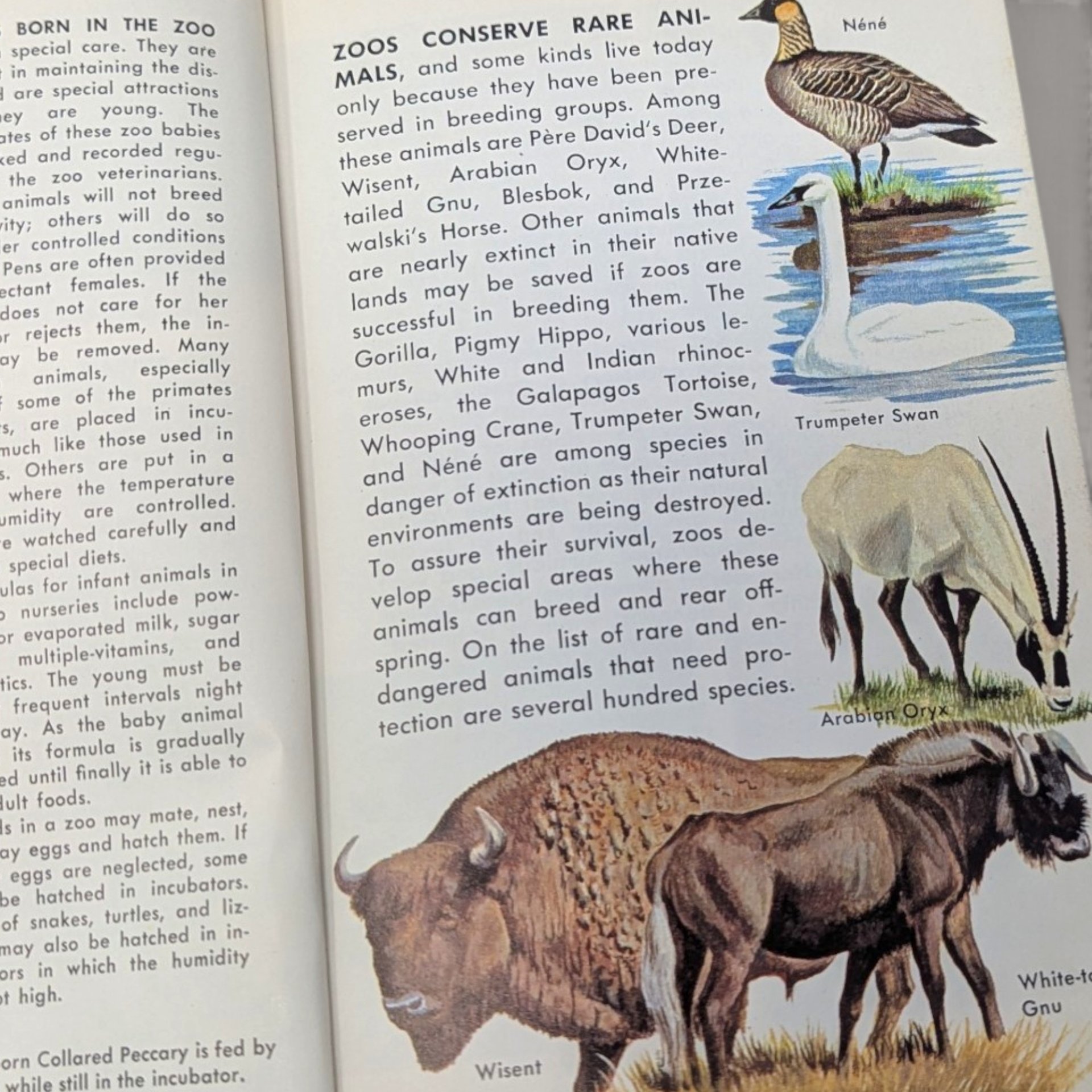 1967 Zoo Animals Golden Nature Guide Softcover Book