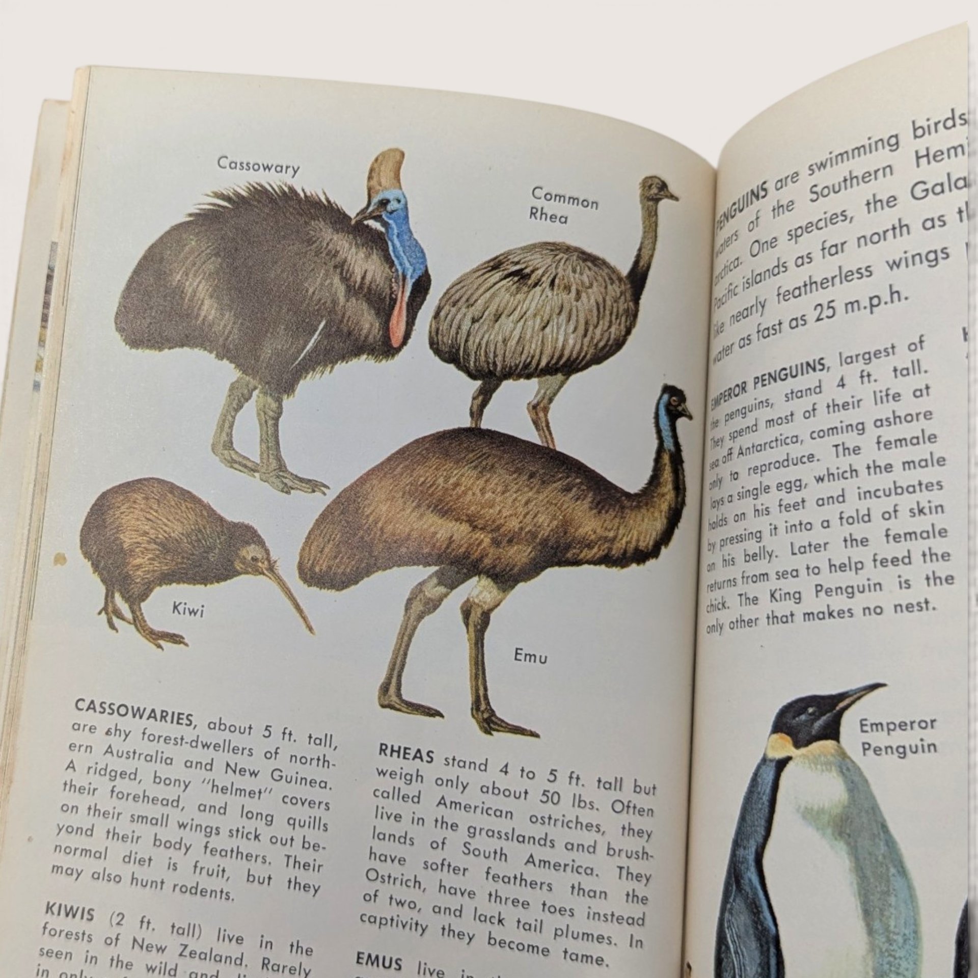 1967 Zoo Animals Golden Nature Guide Softcover Book