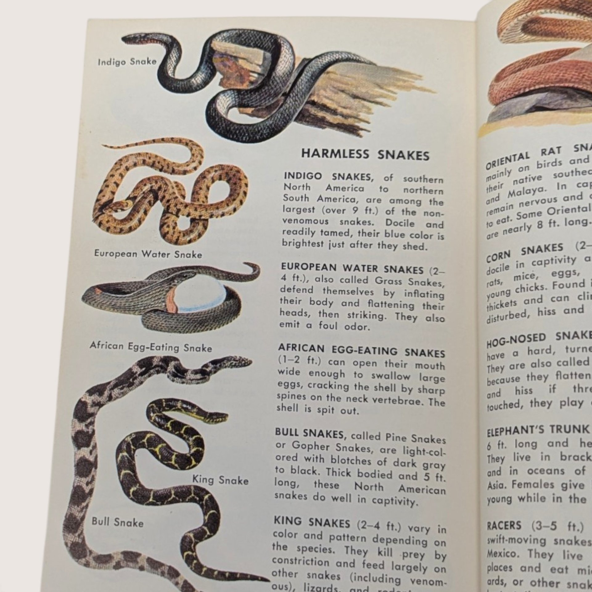 1967 Zoo Animals Golden Nature Guide Softcover Book
