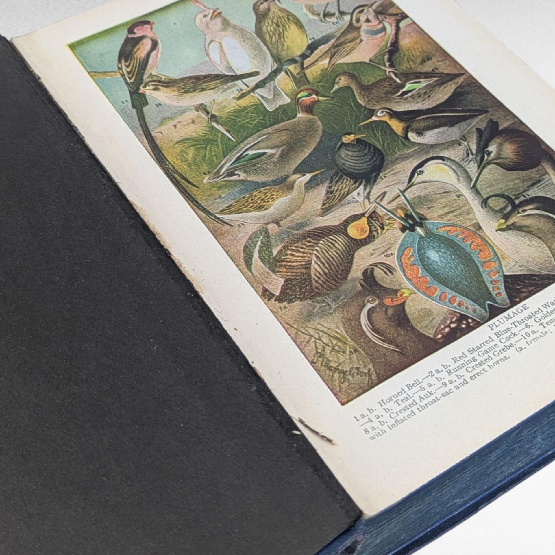 1936 New Age Webster Dictionary, Vintage Dictionary, Antique Book, Reference Book, Gift for Book Lovers, History Buffs, Word Enthusiasts