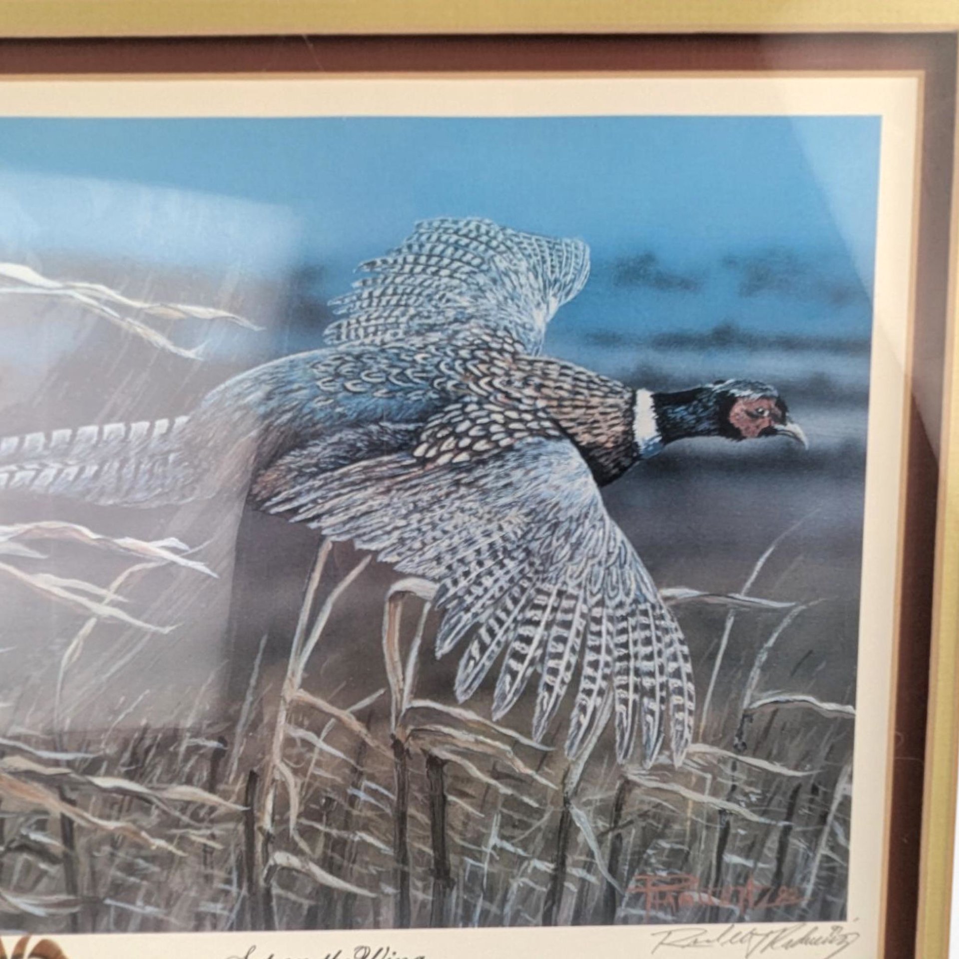 Vintage Set on the Wing Signed & Numbered Framed Pheasant Print 15/750, Randall Raduenz Art, Ring Necked Pheasant, Wildlife Art
