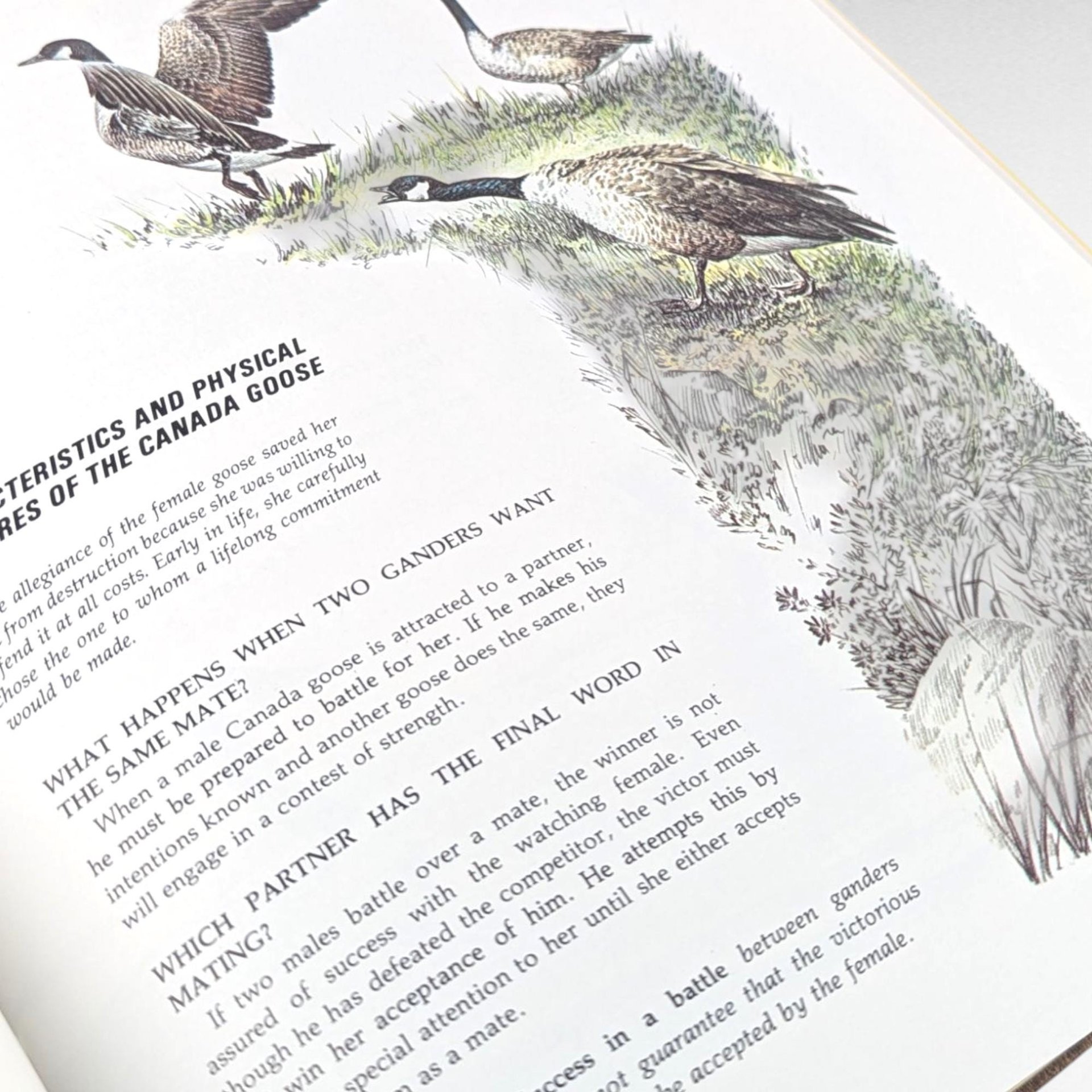 Vintage 1983 Character Sketches from Scripture Book Vol 1, 1983 Rand McNally Hardcover with Slipcase, Christian Homeschooling Resource