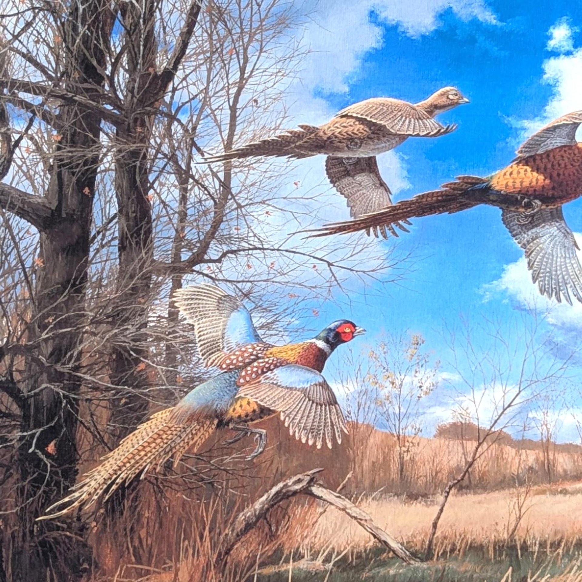 David A. Maass "Tomahawk Trail - Pheasants" Framed Print, Signed Wildlife Art, Vintage Bird Decor, Hunting Theme Artwork