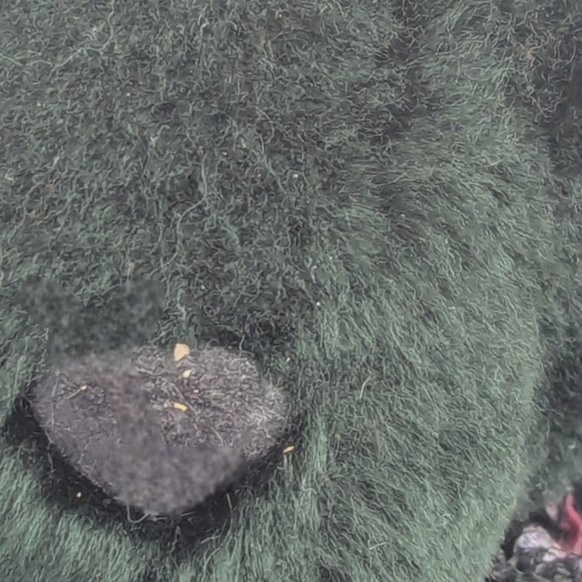 Vintage 1994 Green Teddy Bear: Floral Lace Collar, Collectible Plush