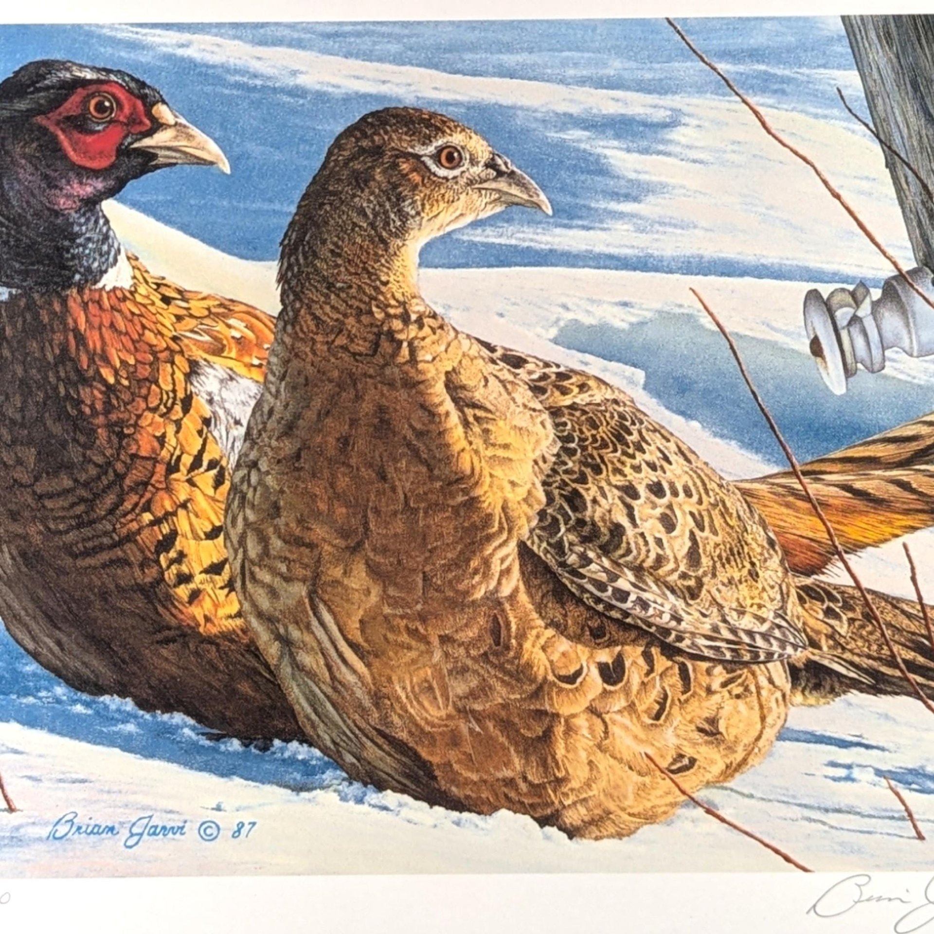 Signed 1987 Pheasant Print: Brian Jarvi Limited Edition Minnesota Wildlife Art