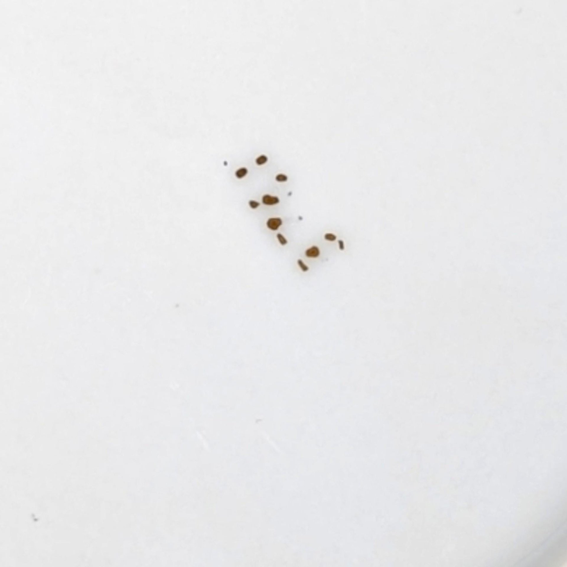 Vintage Fine Porcelain Figurative Ashtray Choice